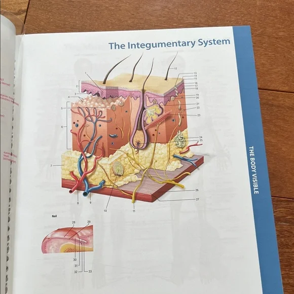 Human Body textbook - Picture 11 of 11